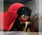 Small Photo #1 Bernedoodle (Miniature) Puppy For Sale in NARVON, PA, USA