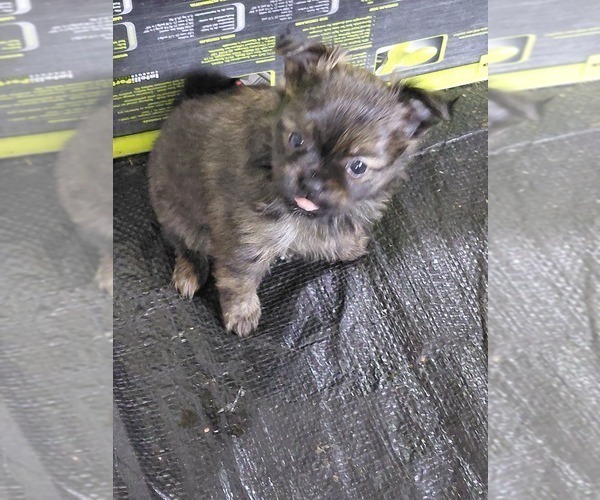 Medium Photo #7 Yoranian Puppy For Sale in MORROW, OH, USA