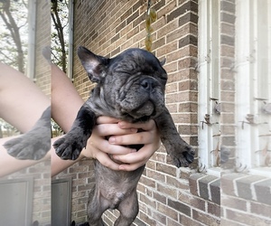 French Bulldog Puppy for sale in ROCK HILL, SC, USA