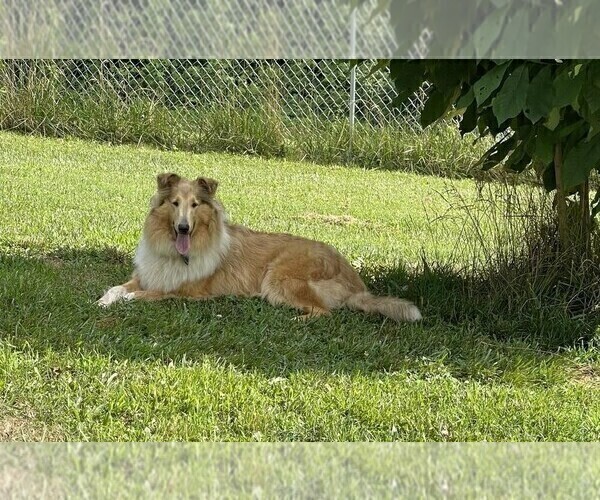 Medium Photo #1 Collie Puppy For Sale in HIGH POINT, NC, USA