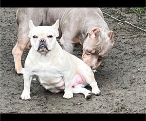 Mother of the French Bulldog puppies born on 01/23/2023
