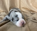 Small Photo #2 Olde English Bulldogge Puppy For Sale in CHETEK, WI, USA