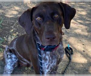 German Shorthaired Pointer-Unknown Mix Dogs for adoption in Martinez, CA, USA