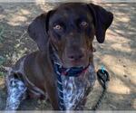 Small German Shorthaired Pointer Mix