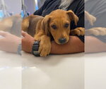 Small German Shepherd Dog Mix