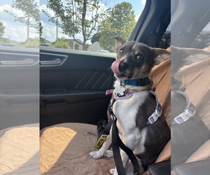 Unknown-pomeranian spitz Mix Dogs for adoption in Holly Springs, NC, USA