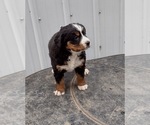 Small Photo #1 Bernese Mountain Dog Puppy For Sale in MEMPHIS, MO, USA