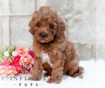 Small #4 Cavapoo (Miniature)