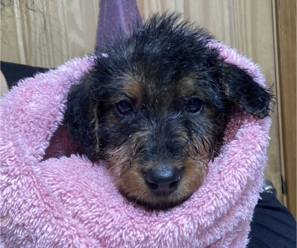 Medium Photo #6 Airedale Terrier Puppy For Sale in OLEAN, NY, USA