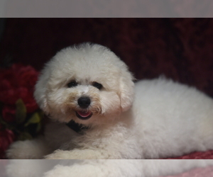 Bichon Frise Puppy for sale in BREMEN, GA, USA
