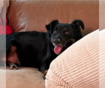 Bub HW+ - Male Australian Shepherd-Rottweiler Mix Dog for Adoption - Small photo