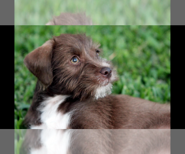 Medium Photo #2 Poodle (Miniature)-Unknown Mix Puppy For Sale in Rosenberg, TX, USA