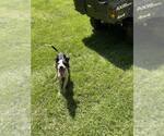 Small #10 American Pit Bull Terrier Mix