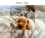 Puppy Green Golden Retriever