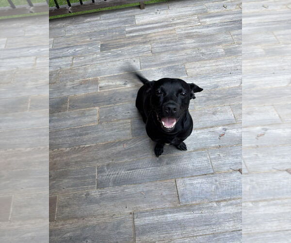 Medium Photo #4 Mutt Puppy For Sale in Rockaway, NJ, USA