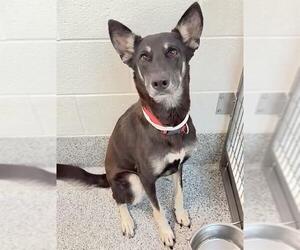 MOCHA - Female German Shepherd Dog-Unknown Mix Dog for Adoption - Photo #2