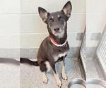 Small Photo #2 German Shepherd Dog-Unknown Mix Puppy For Sale in Houston, TX, USA