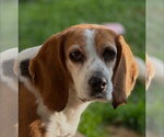 Small #3 Beagle