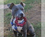Small American Pit Bull Terrier-American Staffordshire Terrier Mix