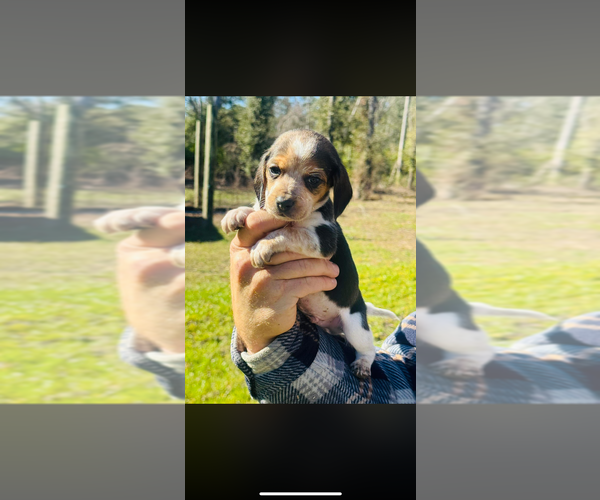 Medium Photo #1 Beagle Puppy For Sale in LEE, FL, USA