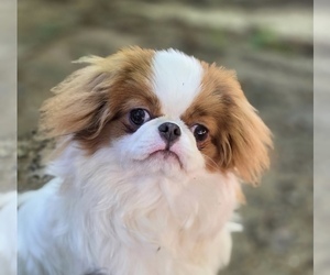 Japanese Chin Puppy for sale in SANDOWN, NH, USA