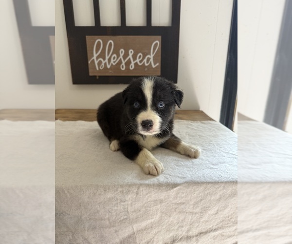 Medium Photo #8 Australian Shepherd Puppy For Sale in FORSYTH, GA, USA