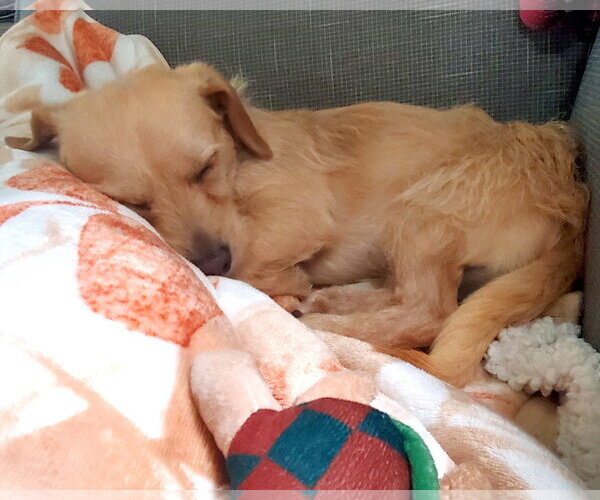 Medium Photo #3 Border Terrier-Chihuahua Mix Puppy For Sale in Corona, CA, USA