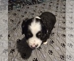 Small #1 Miniature Australian Shepherd