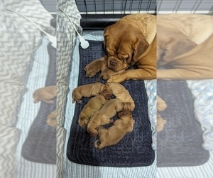 Mother of the Dogue de Bordeaux puppies born on 01/20/2024
