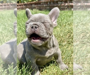 French Bulldog Puppy for sale in OJAI, CA, USA