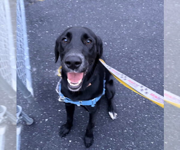 Medium Photo #3 Labrador Retriever-Unknown Mix Puppy For Sale in Monterey, VA, USA
