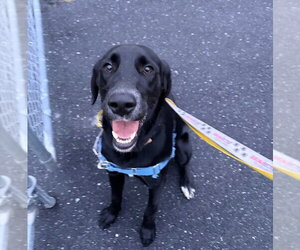 Blackjack - Male Labrador Retriever-Unknown Mix Dog for Adoption - Photo #3