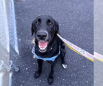 Small Photo #3 Labrador Retriever-Unknown Mix Puppy For Sale in Monterey, VA, USA