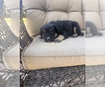 Small #6 Australian Shepherd