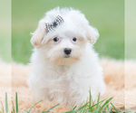 Puppy Otis Maltipoo (Miniature)