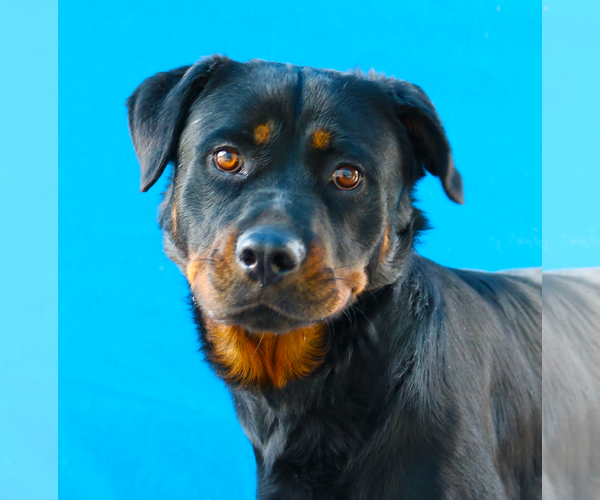 Medium Photo #2 Rottweiler-Unknown Mix Puppy For Sale in Pasadena, CA, USA