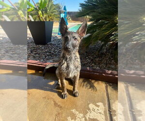 Willow-Located in CA - Female Holland Shepherd Dog for Adoption - Photo #2