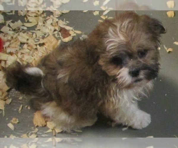 Medium Photo #24 Shih Tzu Puppy For Sale in CARROLLTON, GA, USA