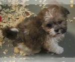 Small Photo #24 Shih Tzu Puppy For Sale in CARROLLTON, GA, USA