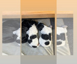 Small Photo #2 Goldendoodle Puppy For Sale in TULARE, CA, USA