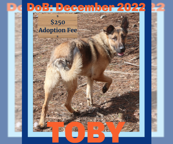 Medium Photo #12 German Shepherd Dog Puppy For Sale in Sebec, ME, USA