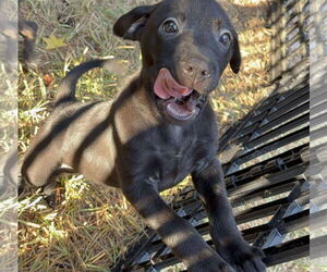Medium Black Mouth Cur-Labrador Retriever Mix