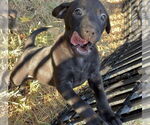 Small Black Mouth Cur-Labrador Retriever Mix