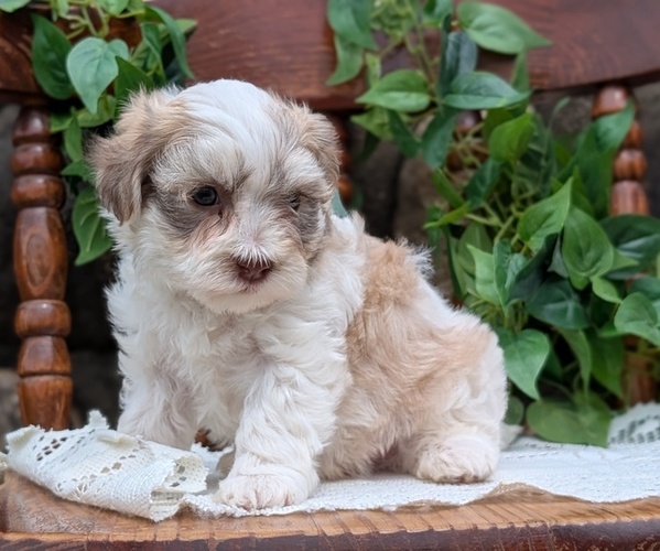 Medium Photo #39 Havanese Puppy For Sale in GOSHEN, IN, USA