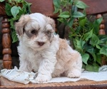 Small Photo #39 Havanese Puppy For Sale in GOSHEN, IN, USA