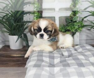 Shinese Puppy for sale in MARIETTA, GA, USA
