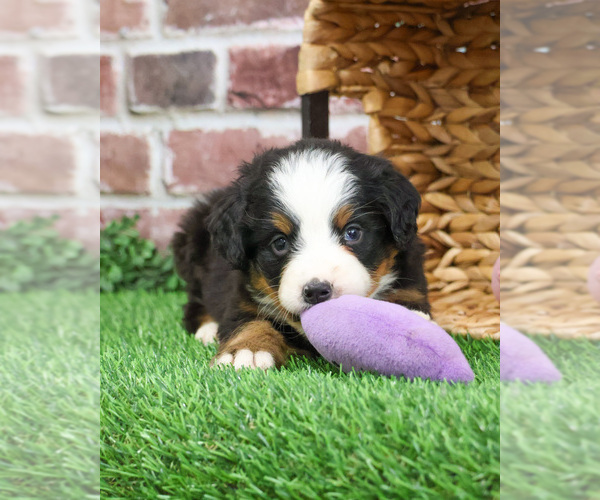 Medium Photo #14 Bernese Mountain Dog Puppy For Sale in SYRACUSE, IN, USA