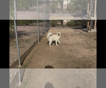 Small #2 Pyrenees Husky