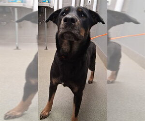 Labrottie Dogs for adoption in Las Vegas, NV, USA