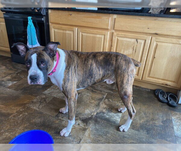 Medium Photo #4 Boxer Puppy For Sale in Woodbury, MN, USA